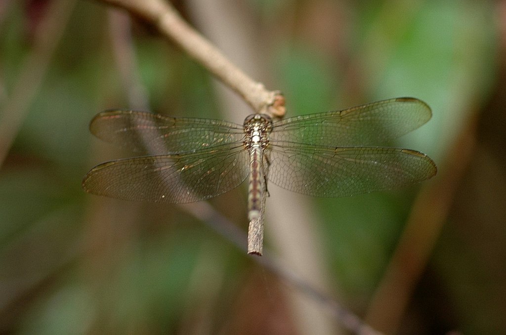 089 2010-02064174 Fern Forest Nature Center, FL.JPG - Scarlet Skimmer Dragonfly (Crocothemis serviliai). Fern Forest Nature Center, FL, 2-6-2010